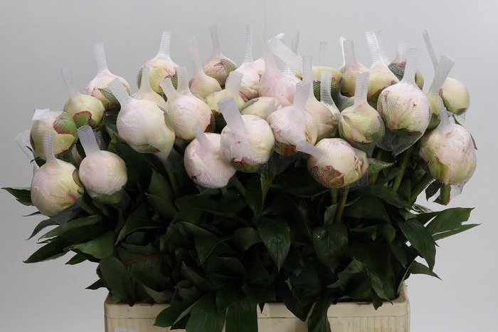 <h4>Paeonia Blush Queen</h4>