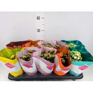 Kalanchoe blos. 'Perfecta'  ..mix 5