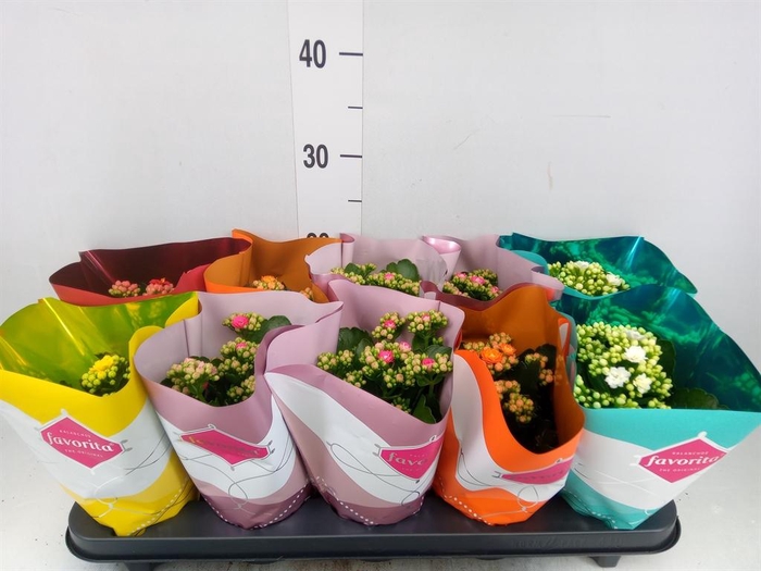 <h4>Kalanchoe blos. 'Perfecta'  ..mix 5</h4>