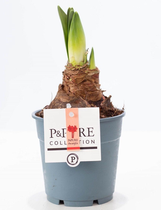 <h4>Hippeastrum red P&PURE Collection</h4>
