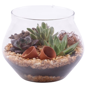 Yearround Arr. Succulent Glass UFO Vase Ø20cm 3PP