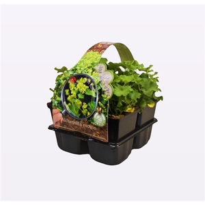 Alchemilla mollis