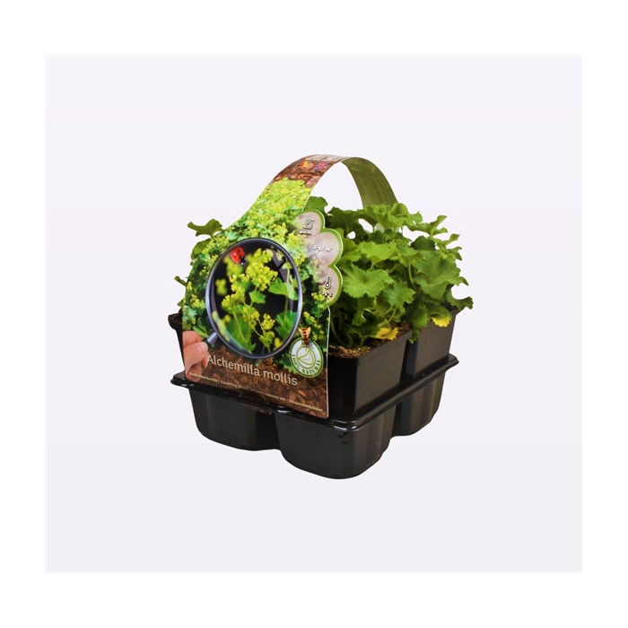<h4>Alchemilla mollis</h4>