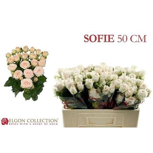 Rosa tros Sofie