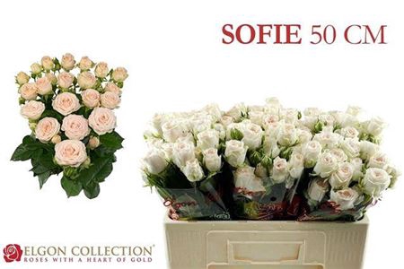 <h4>Rosa tros Sofie</h4>