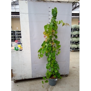 Cercis chinensis