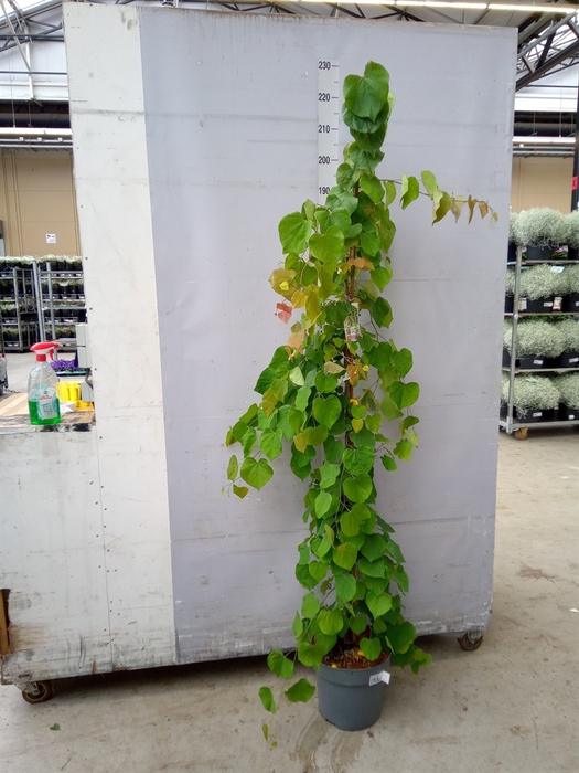 <h4>Cercis chinensis</h4>