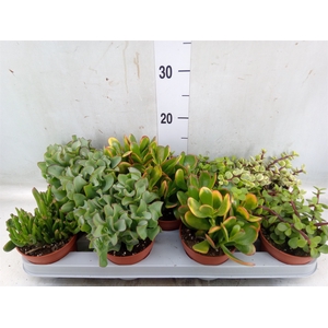 Crassula   ...mix