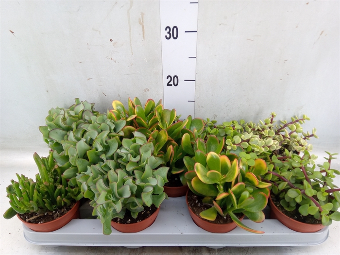 <h4>Crassula   ...mix</h4>