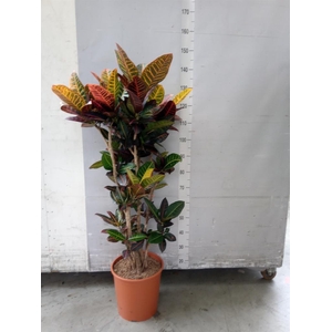 Codiaeum var. GR 'Petra'