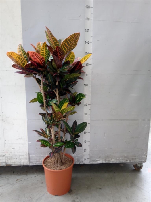 <h4>Codiaeum var. GR 'Petra'</h4>