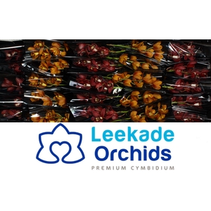 Cymb Mi Herfstmix Leekade X25