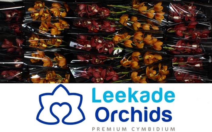 <h4>CYMB MI Herfstmix Leekade X25</h4>