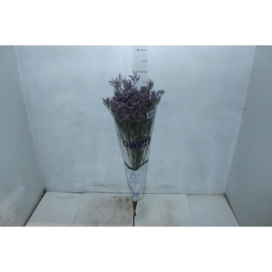 LIMONIUM 070 CM ROXO