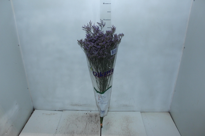 <h4>LIMONIUM 070 CM ROXO</h4>