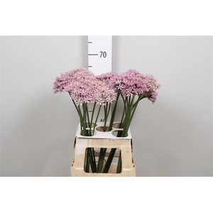 Allium Pink Jewel