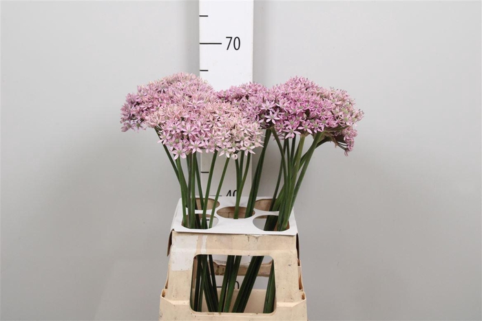<h4>Allium Pink Jewel</h4>