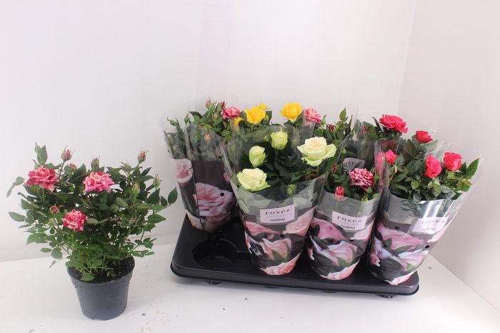 <h4>RO PATHIT GEM 4 SRT</h4>