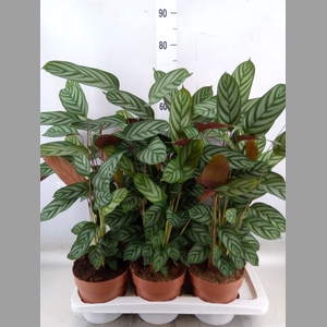 Ctenanthe setosa 'Compactstar'