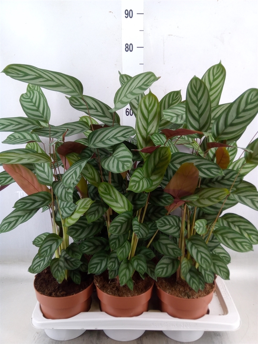 <h4>Ctenanthe setosa 'Compactstar'</h4>