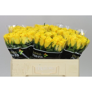 Rosa Gr Moonwalk