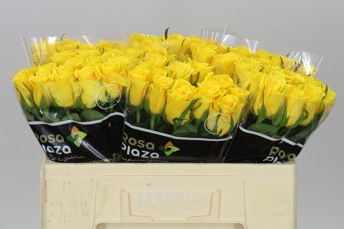 <h4>Rosa Gr Moonwalk</h4>
