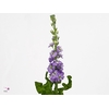 MATTH PHANT LAVENDER