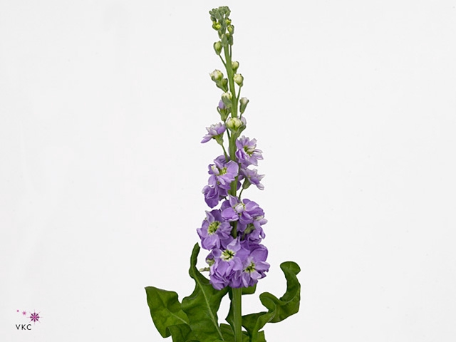 MATTH PHANT LAVENDER