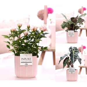 Mixtray Roze Roos/ALocasia /Ctenanthe in P&P Fleur keramiek