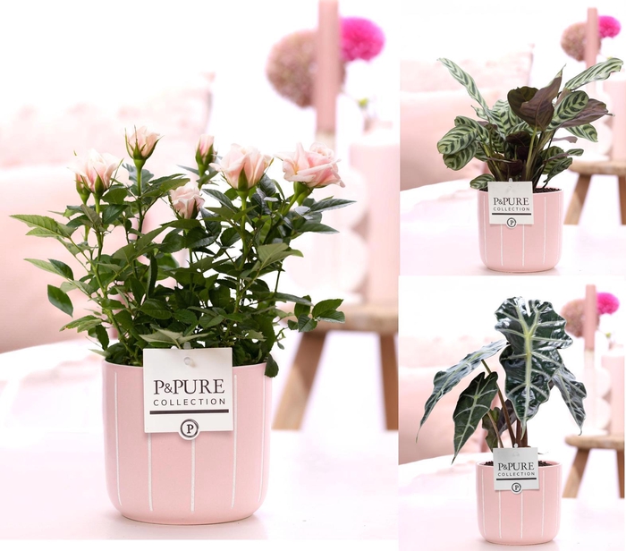 <h4>Mixtray Roze Roos/ALocasia /Ctenanthe in P&P Fleur keramiek</h4>