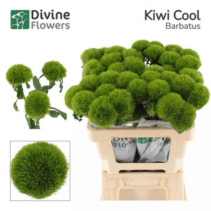 Dianthus barb Kiwi Mellow Cool