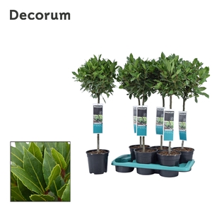 Laurus nobilis