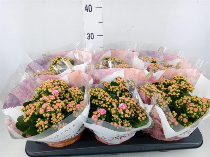 <h4>Kalanchoe blos. 'RosDon Alano'</h4>