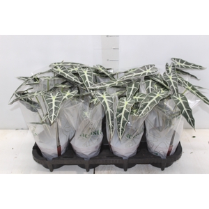 ALOCASIA PICOLLINI P12