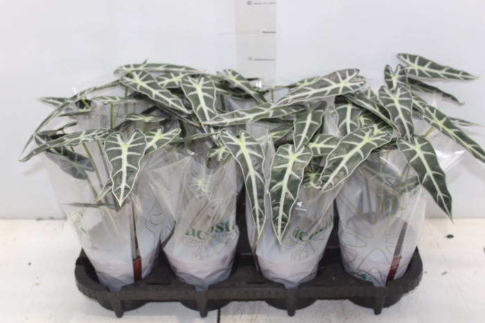 <h4>ALOCASIA PICOLLINI P12</h4>