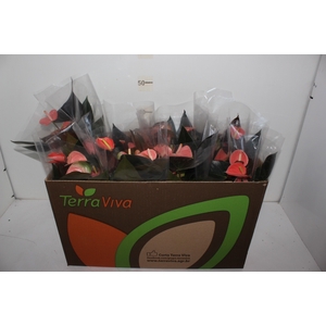 ANTHURIUM RAINBOW CHAMPION P15 ROSA