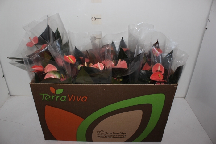 ANTHURIUM RAINBOW CHAMPION P15 ROSA