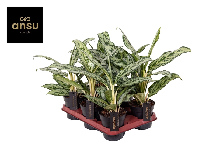 <h4>Aglaonema Laurel Green</h4>