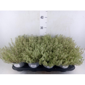 Thymus citriodorus 'Silver Queen'