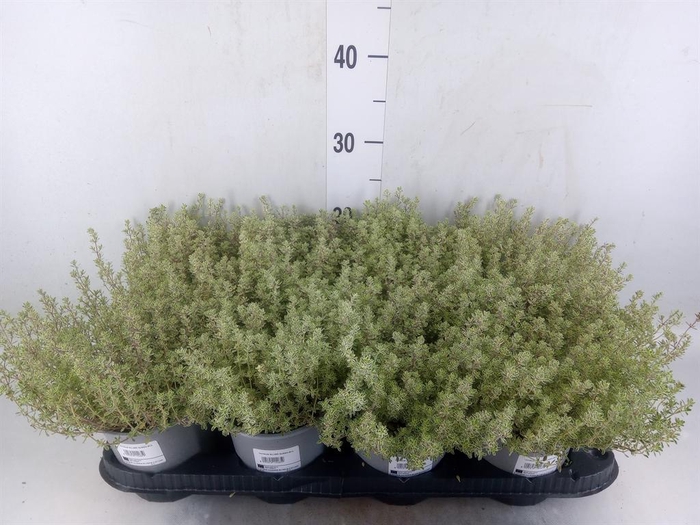 <h4>Thymus citriodorus 'Silver Queen'</h4>