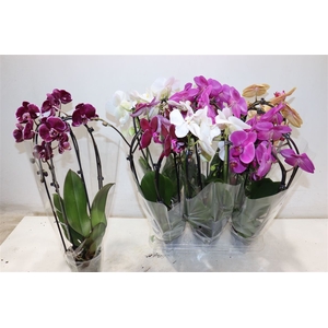 Phal El Cascade