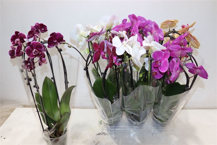 <h4>Phal El Cascade</h4>
