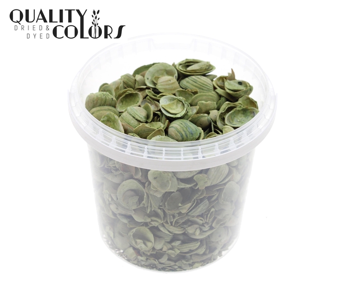 Shells north sea 1 lrt Light Green