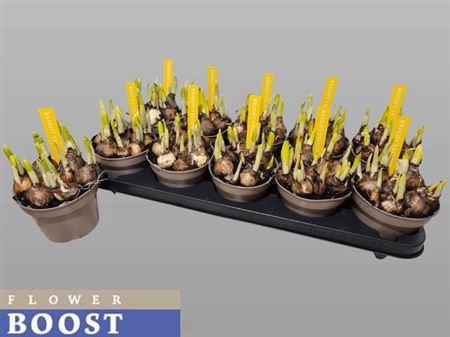 <h4>Narc O Tete A Tete</h4>