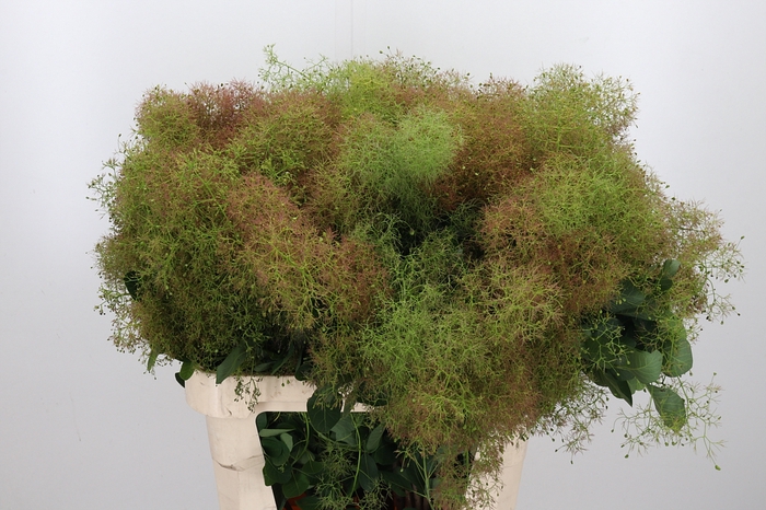 <h4>Coti Cog Gr Fountain</h4>