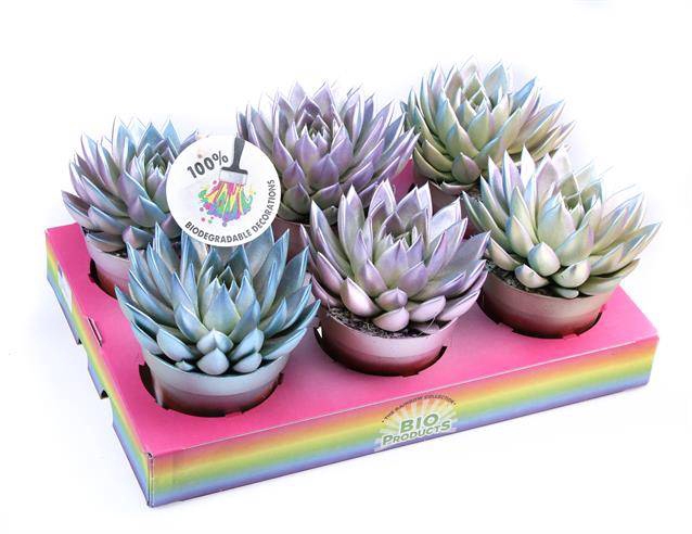 <h4>ECHEVERIA METALLIC CHAMELEON P12</h4>