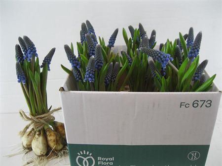 <h4>Muscari Ov</h4>