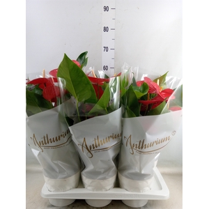 Anthurium andr. 'Minnesota'