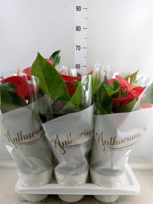 <h4>Anthurium andr. 'Minnesota'</h4>