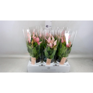 Anthurium andr. 'Lilli'